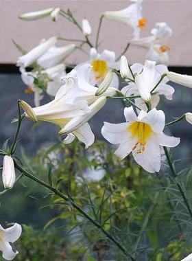 岷江百合种球 百合花种子 原生百合花浓香型Lilium regale Wilson