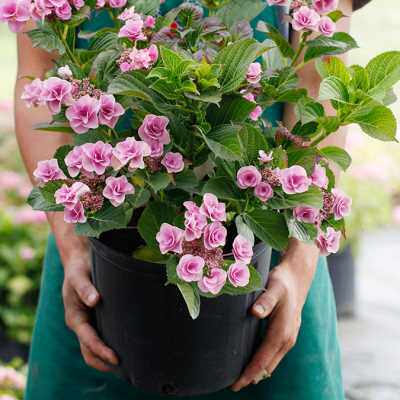 海蒂的花园绣球花苗妖精之瞳大花重瓣可调蓝阳台庭院植物花卉盆栽
