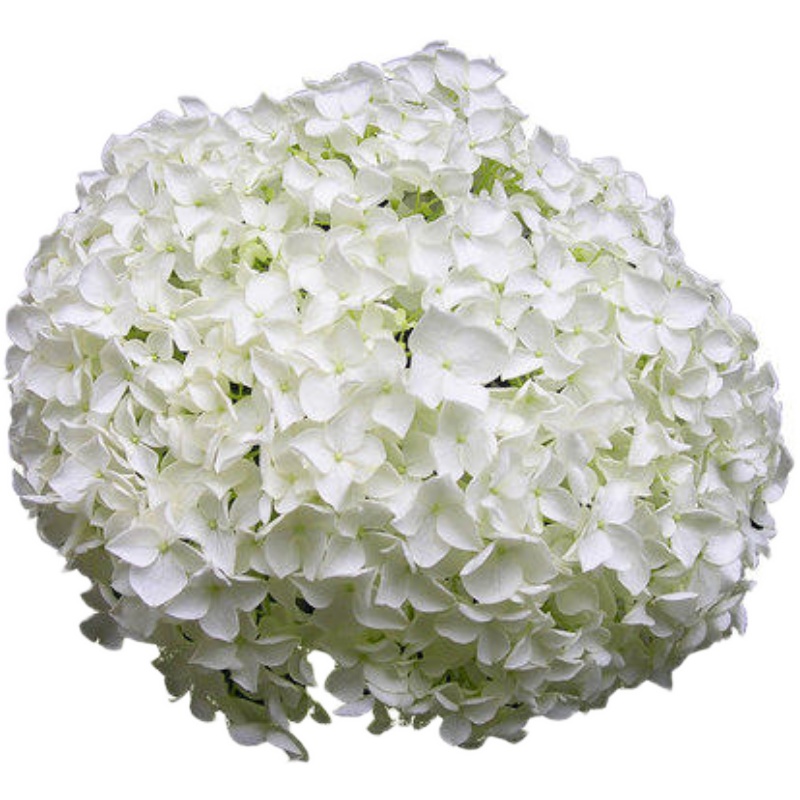 裸心花园中华木绣球斗球盆栽苗庭院树苗木本树绣球花花苗花卉植物