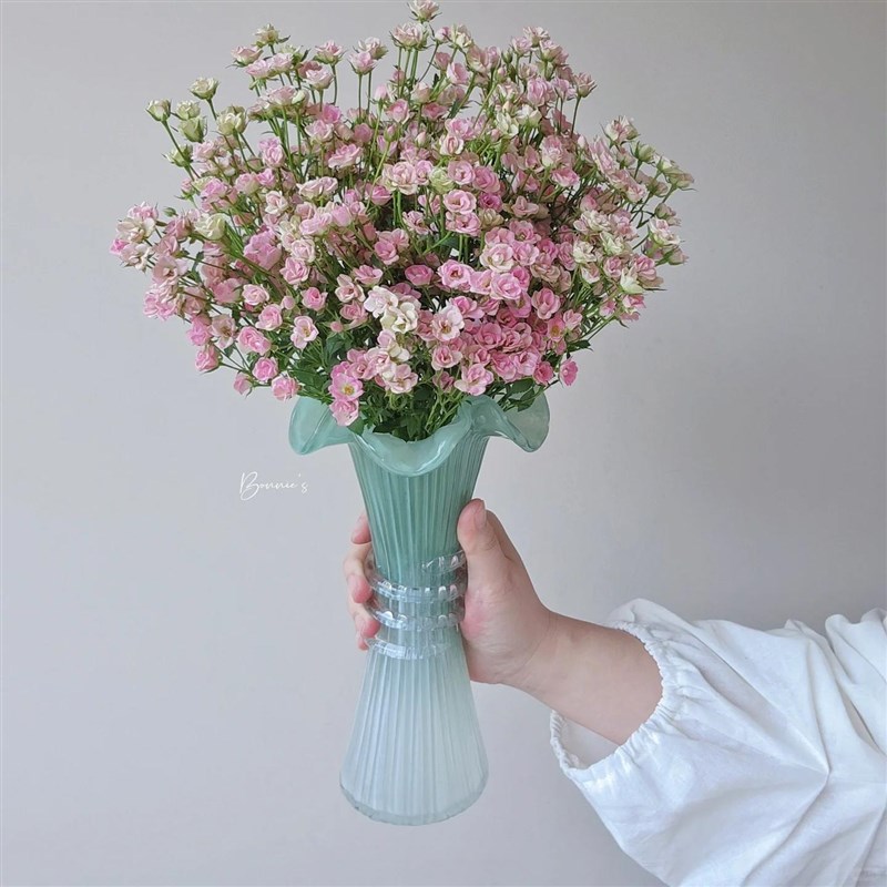 超微 月季花苗微月开花粉色玫瑰花 室内阳台四季盆栽花卉欧月