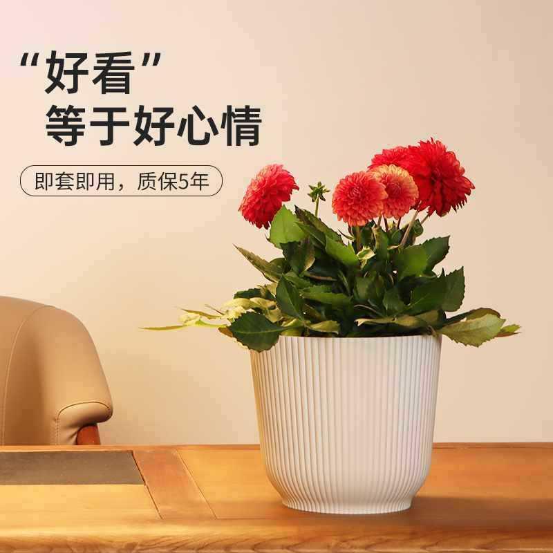 无孔花盆装饰盆外套加仑盆大口径室内绿植塑料蝴蝶兰绿萝加厚简约图片