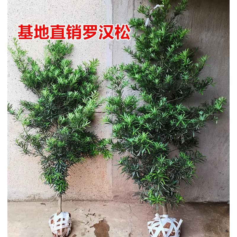 罗汉松树苗大树基地直销庭院别墅阳台地栽盆栽雀舌常青造型景观树