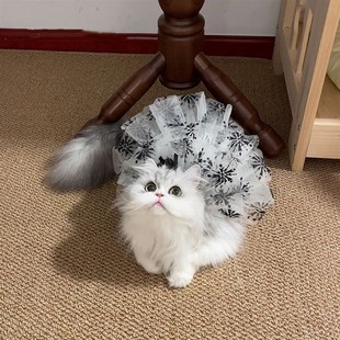 极速干枯雪花裙 ins春夏宠物猫猫咪I衣服狗狗连衣裙蕾丝纱背心
