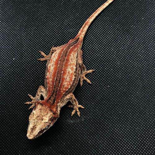 极速睫角守宫f蜥蜴活物新手入门懒人宠物易养异宠小型另类可爱温