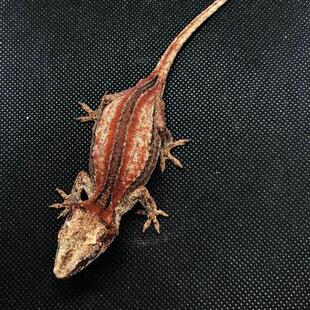 极速睫角守宫f蜥蜴活物新手入门懒人宠物易养异宠小型另类可爱温