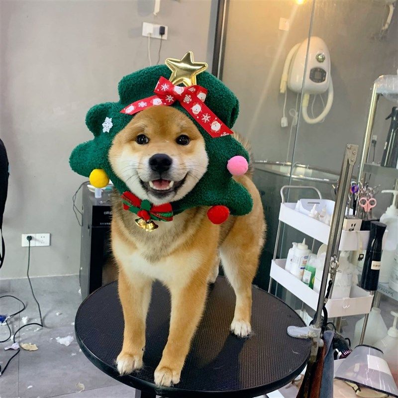 极速宠物圣诞g头套可爱圣诞树小帽子装饰娃娃头套猫咪狗狗拍照饰