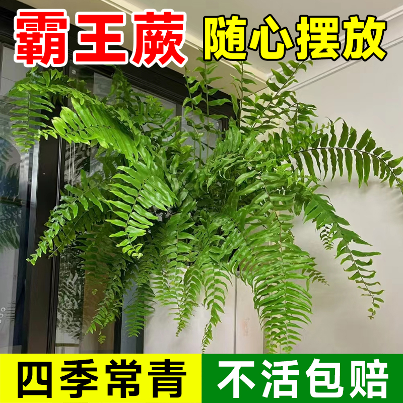 极速霸王蕨类植物k盆栽垂吊盆悬挂式波士顿蕨肾蕨室内造景阳台客