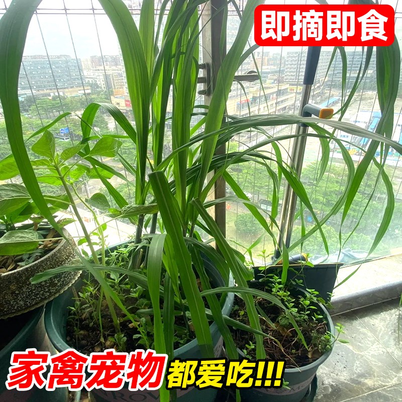 极速无毛甜象草3号盆栽新鲜柠檬香茅草高产牧草S室内外四季种植绿