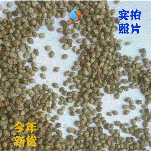 极速麻子鸟粮辣嘴鸟食火麻仁料斗颗粒子麻有颗手工黄W雀鹩哥粮谷