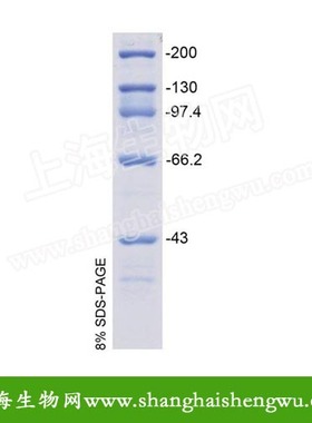 极速高分子d量蛋白Marker 200l 20次  REBIO PM43200