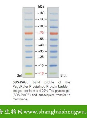 极速双色预染蛋白Marker REBIO PPM17010 50P次Fermentas分装