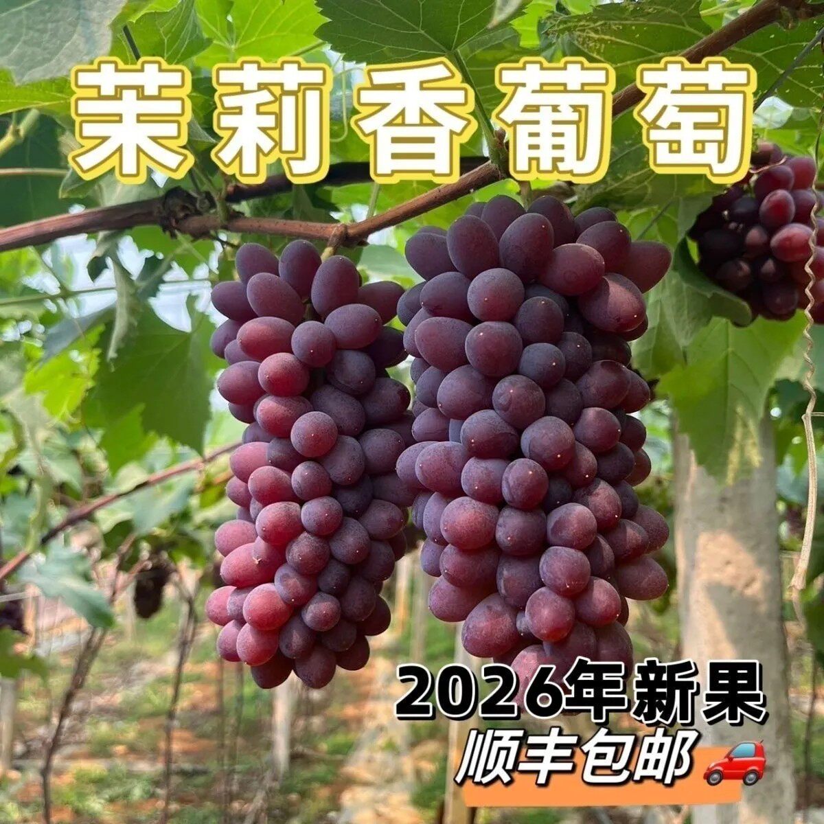 正宗东北茉莉香葡萄新鲜采摘整串发货包邮郁金香葡萄提子