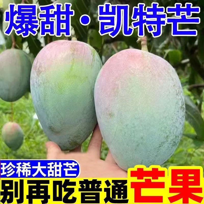 现摘攀枝花凯特大芒果新鲜孕妇水果大脸芒当季新鲜水果整箱批发