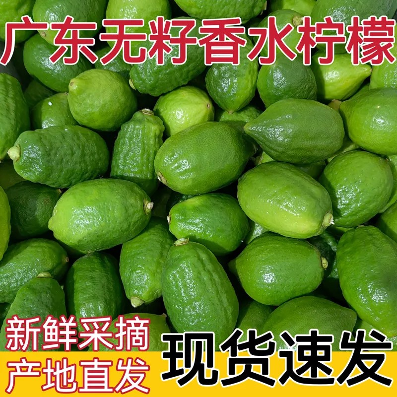 广东香水柠檬正宗现货当季奶茶店大果厚皮薄皮多汁无籽一级新鲜