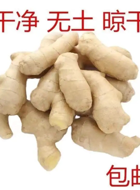 山东老姜生姜水洗风干姜块特产生姜黄姜月子姜批发老姜整箱包邮