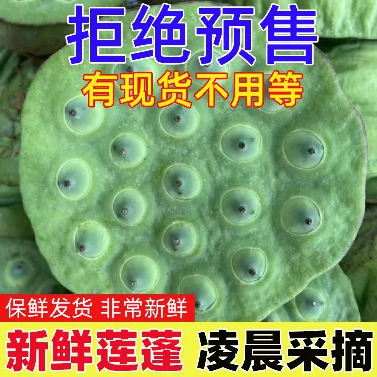 现货【2026新上市】现摘新鲜莲蓬带壳当季生吃水果嫩莲子当应季