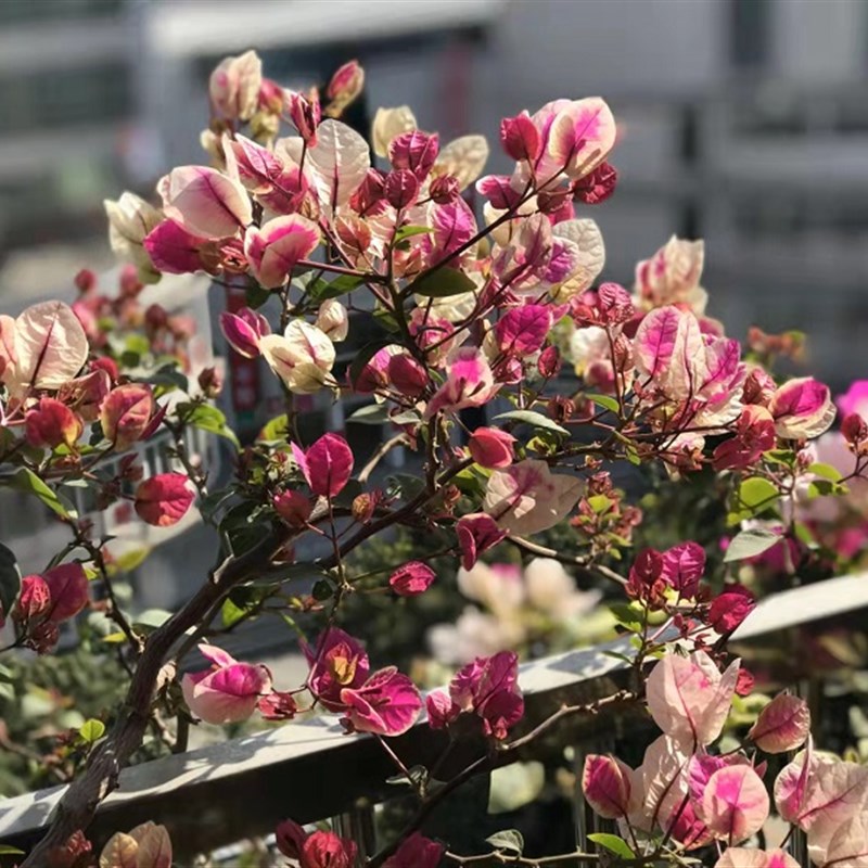 勤花百变漳红樱  三角梅爬藤植物盆栽带花盆庭院四季开花新款包邮