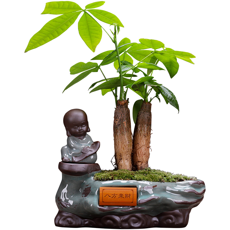 室内发财树植物盆栽客厅净化空气绿植盆景办公室招财树苗好养花卉