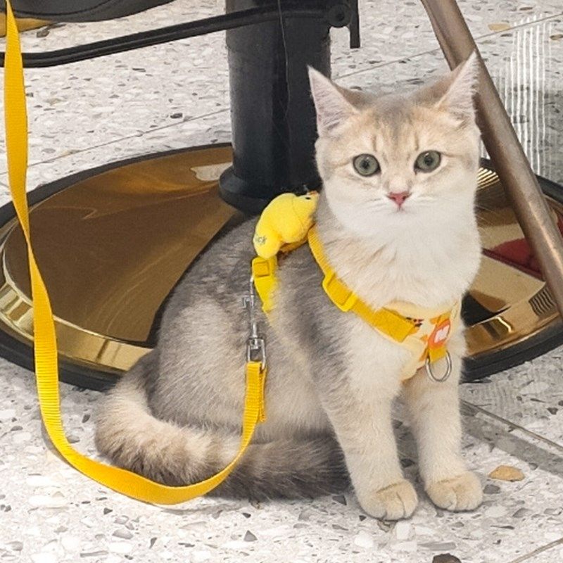 猫咪新款卡通牵引绳外出专用防挣脱高颜值防走丢可调节胸背款绳子,宠物/宠物食品及用品,猫牵引绳,淘宝优惠券,粉丝福利购,淘宝优惠卷