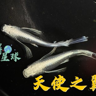 观背青鳉桌面观赏鱼造景迷你锦鲤粤鳉天使之翼真长鳍可侧观冷水鱼