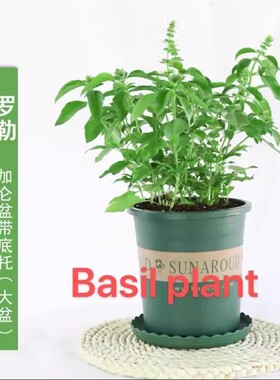 basil plants herbs mint rosemary thyme, spices Edible plant