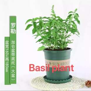 basil plants herbs mint rosemary thyme, spices Edible plant