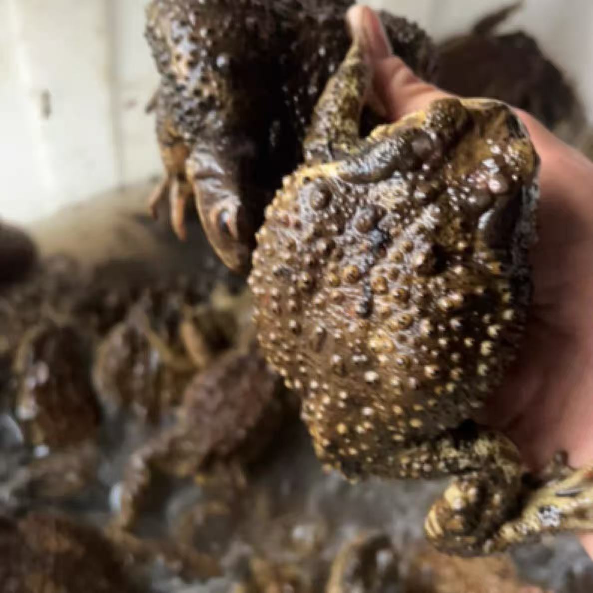 变异海蟾蜍角蛙宠物蛙非牛蛙 蛤蛙