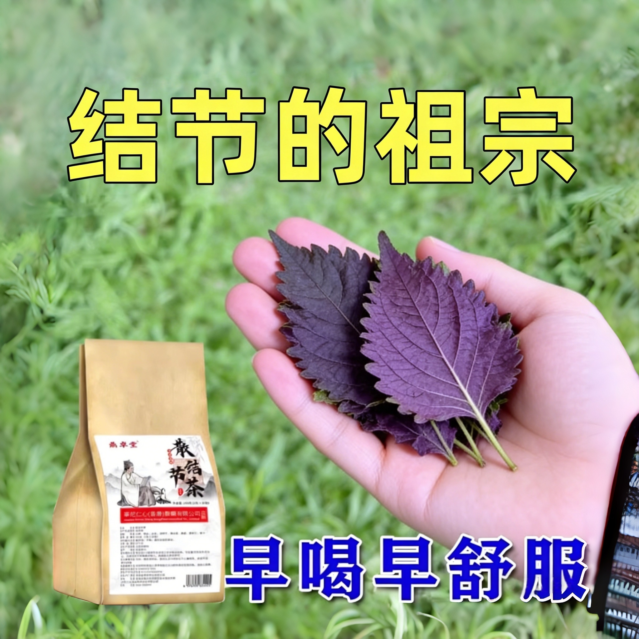 拜拜】肺散结茶润肺养肺茶消除的去肺茶包