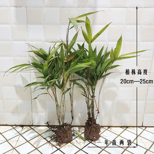 筇竹苗易活花卉盆景绿植簕竹庭院树苗富贵竹子苗室内盆栽植物萝