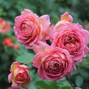 海蒂的花园银禧庆典奥斯汀月季强香大花勤花阳台庭院盆栽植物花苗