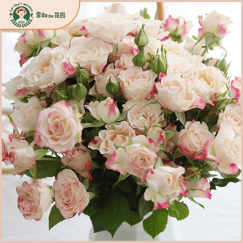 雷叔的花园折射泡泡微型月季花苗四季条纹玫瑰切花中苗带盆栽好