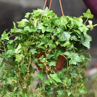 常春藤吊兰绿植特大盆栽室内外吸甲醛净化空气金边吊兰爬藤青藤盆