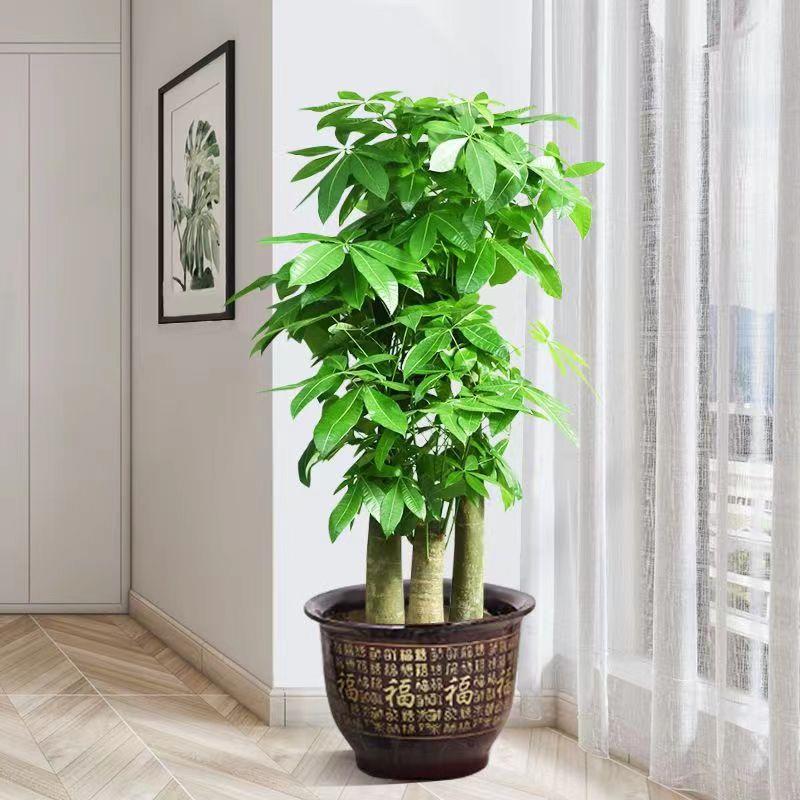 步步高发财树客厅大棵三杆办公室发财树酒店前台大型绿植盆栽含盆