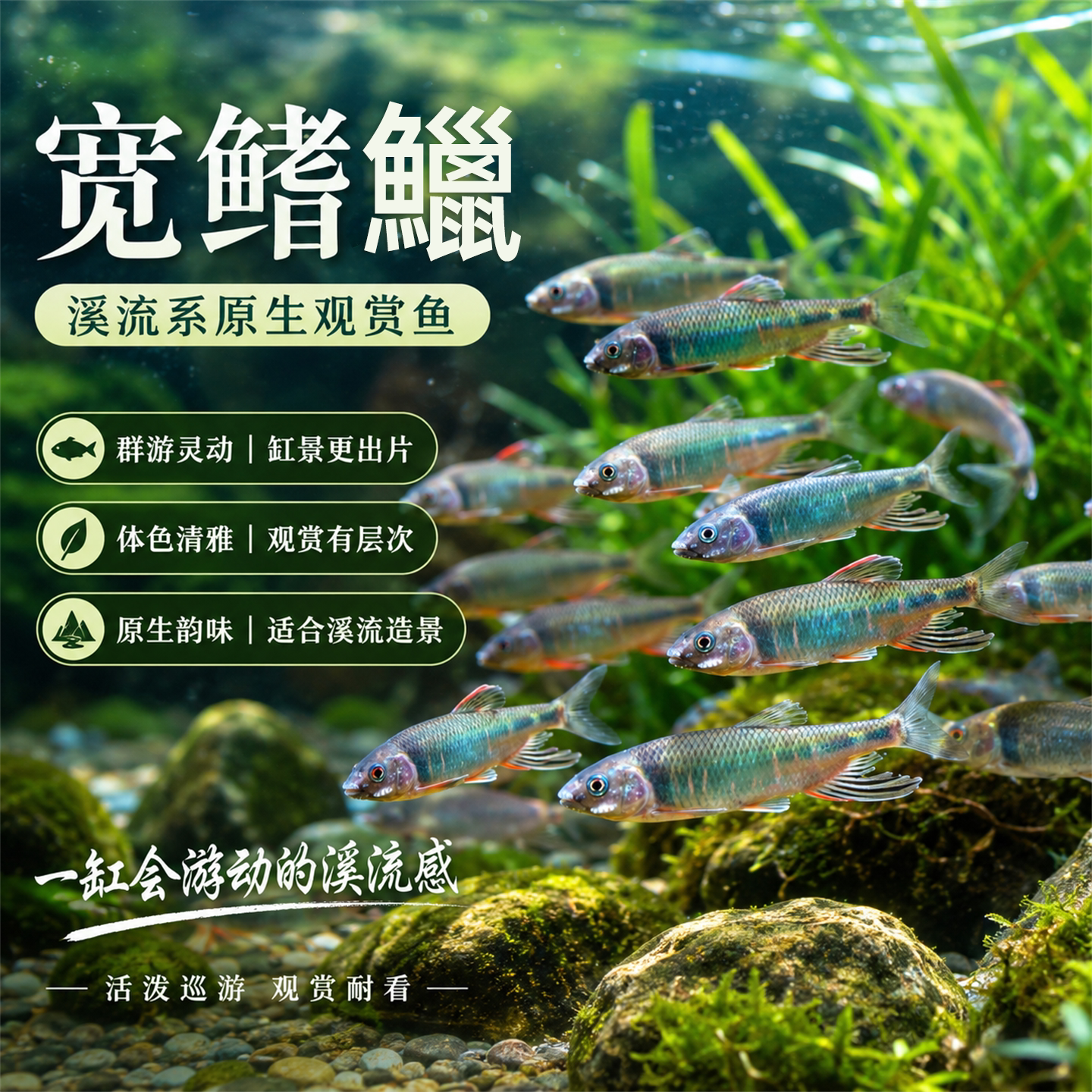 六安宽鳍鱲长鳍鱲马口原生溪流鱼好养耐活冷水观赏鱼桃花鱼淡水鱼