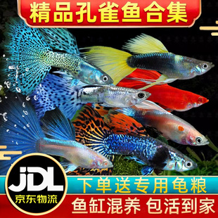 精品纯种大尾巴孔雀鱼活鱼怀孕母临产小型热带精品凤尾鱼苗观赏鱼