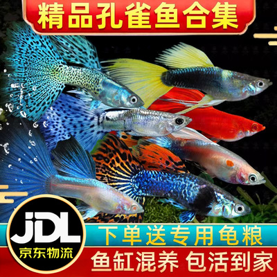 精品纯种大尾巴孔雀鱼活鱼怀孕母临产小型热带精品凤尾鱼苗观赏鱼