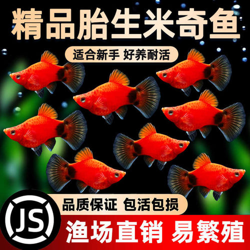 米奇胎生鱼直接生小鱼新手红色小鱼皮球鱼玛丽球孔雀好养生崽狂魔 - 封面