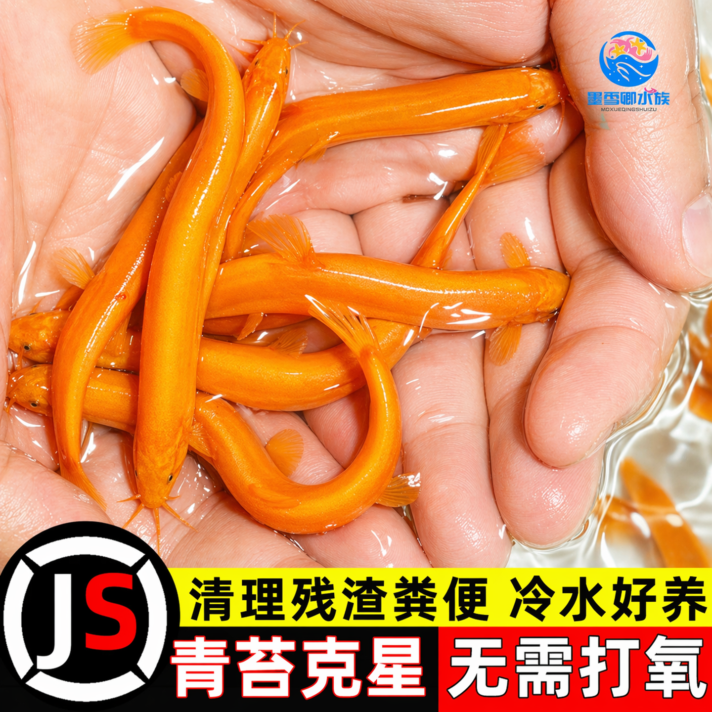 黄金泥鳅清道夫金龙鳅好养耐活黄金泥鳅淡水活体观赏鱼饲料工具鱼
