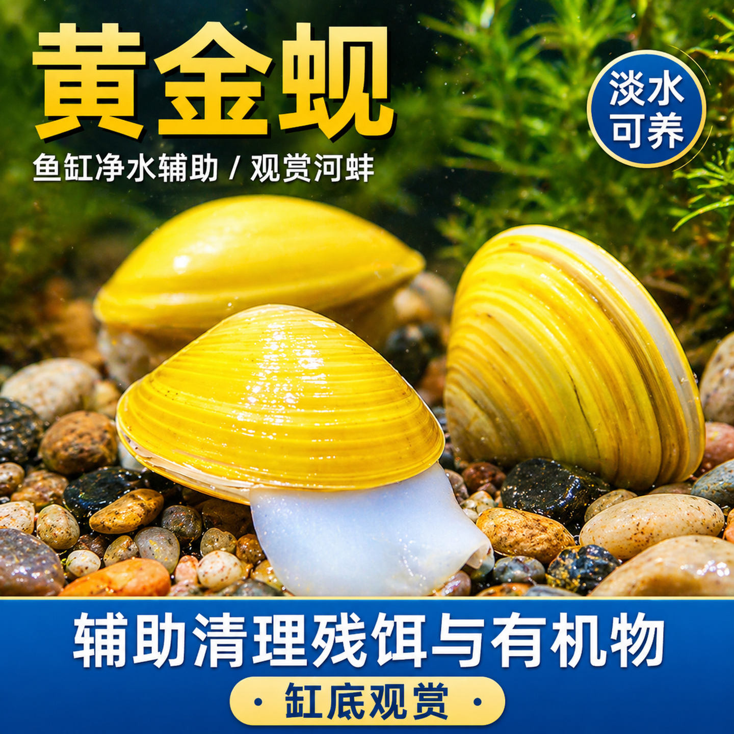 黄金蚬河蚬溪蚬小河蚌黄金螺除藻 清洁净水观赏 鱼缸吃鱼粪便清理