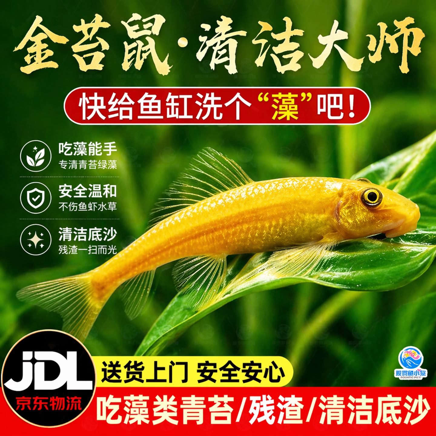金苔鼠除藻清缸工具鱼吃青苔花斑金台鼠青苔鼠清洁底栖活体清道夫