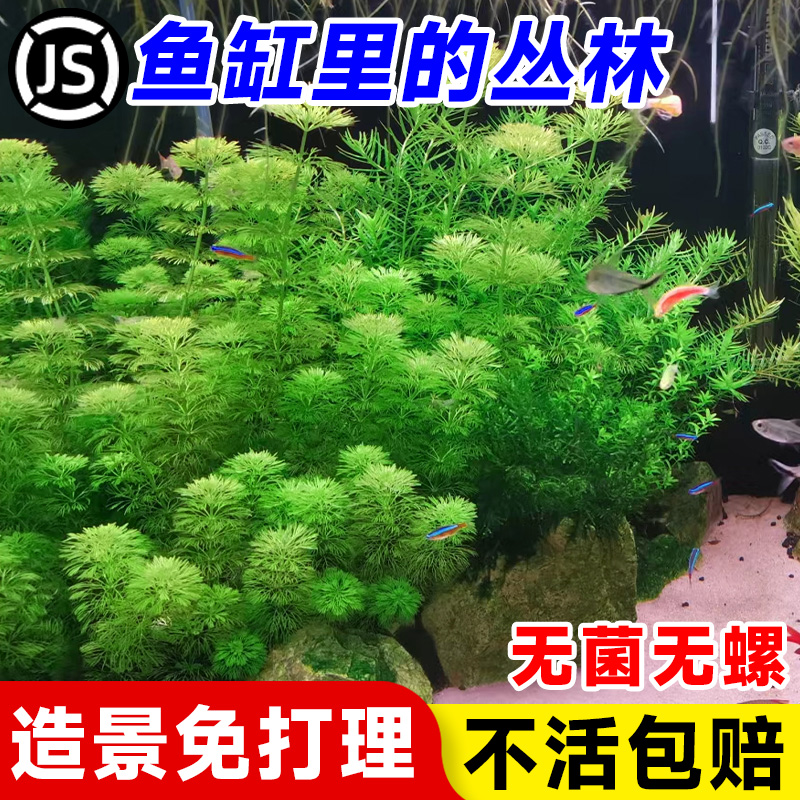 小宝塔水草水下叶鱼缸植物原生缸草缸造景装饰无需转水阴性水草