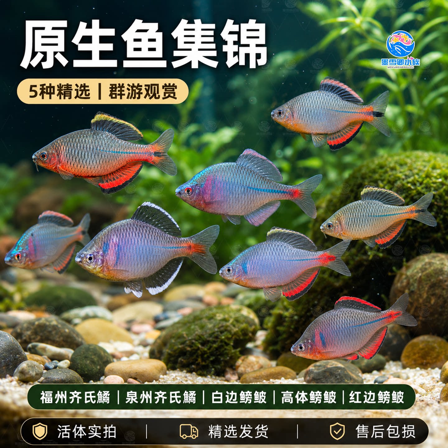 鳑鲏鱼观赏鱼冷水鱼原生鱼七彩旁皮鱼高体旁皮活体小型淡水鱼好养