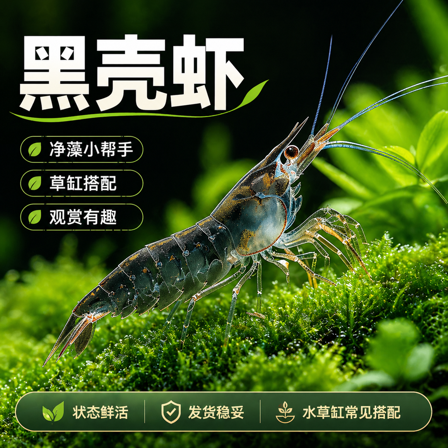 顺丰黑壳虾除藻观赏虾活虾淡水活体饲料草缸清洁好养造景缸工具虾