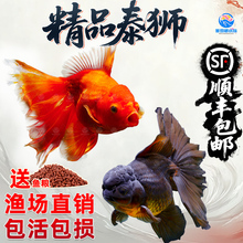 顺丰精品百褶泰狮国粹招财金鱼冷水观赏鱼狮头活鱼淡水好养耐活