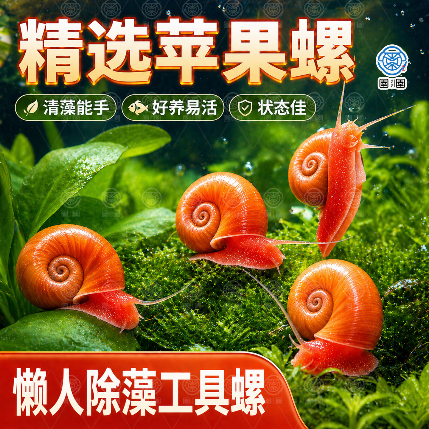 苹果螺除藻螺迷你观赏螺蜗牛工具螺水草缸除苔清理残食清洁螺包邮