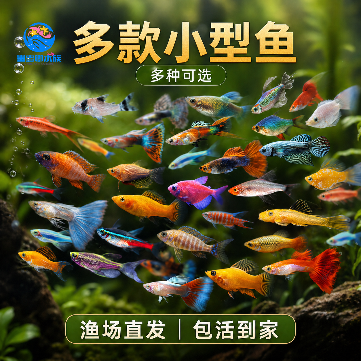 热带观赏鱼好养红绿灯斑马鱼淡水金鱼苗神仙孔雀小型宝莲灯科小鱼