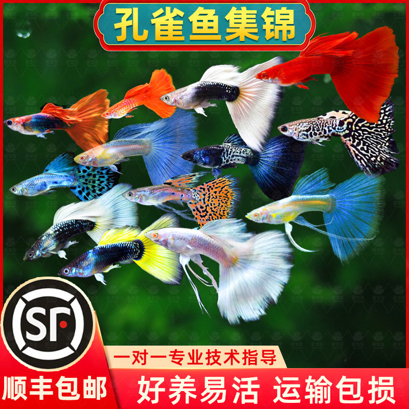 孔雀鱼活体斑马小型凤尾鱼苗观赏鱼小鱼金鱼热带淡水好养耐活顺丰