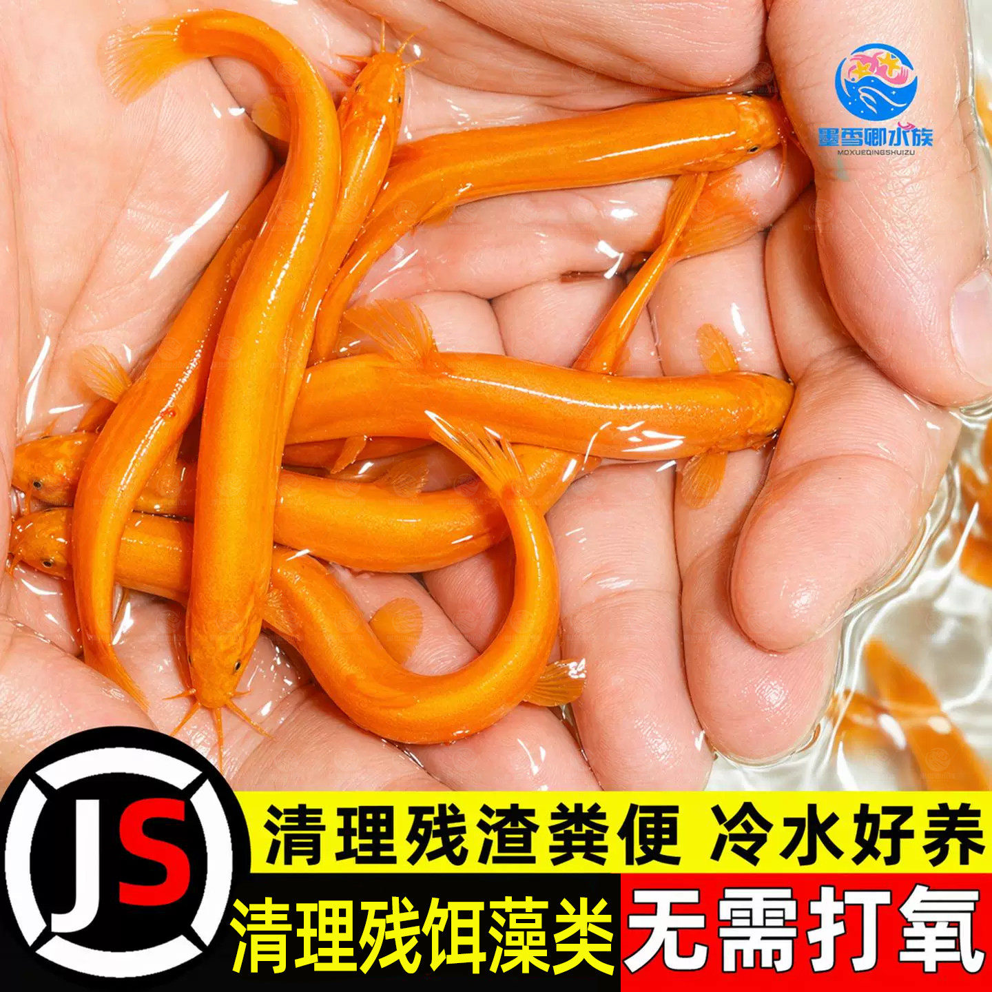 黄金泥鳅清道夫金龙鳅好养耐活黄金泥鳅淡水活体观赏鱼饲料工具鱼