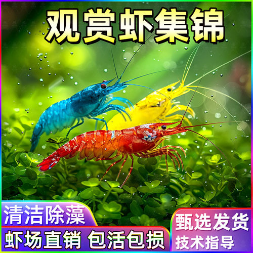 草缸宠物虾极火虾黄金背蓝宝石虾黑壳虾七彩米虾淡水除藻虾观赏虾