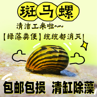 斑马螺除藻神器淡水清道夫鱼缸吃粪清洁工具鱼苗观赏鱼大号观赏螺